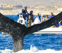 Canada y Ballenas
