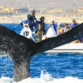 Canada y Ballenas