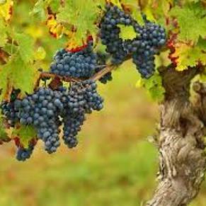 Experiencia Enoturística en Montevideo - Turismo Receptivo (Paquete Neto)